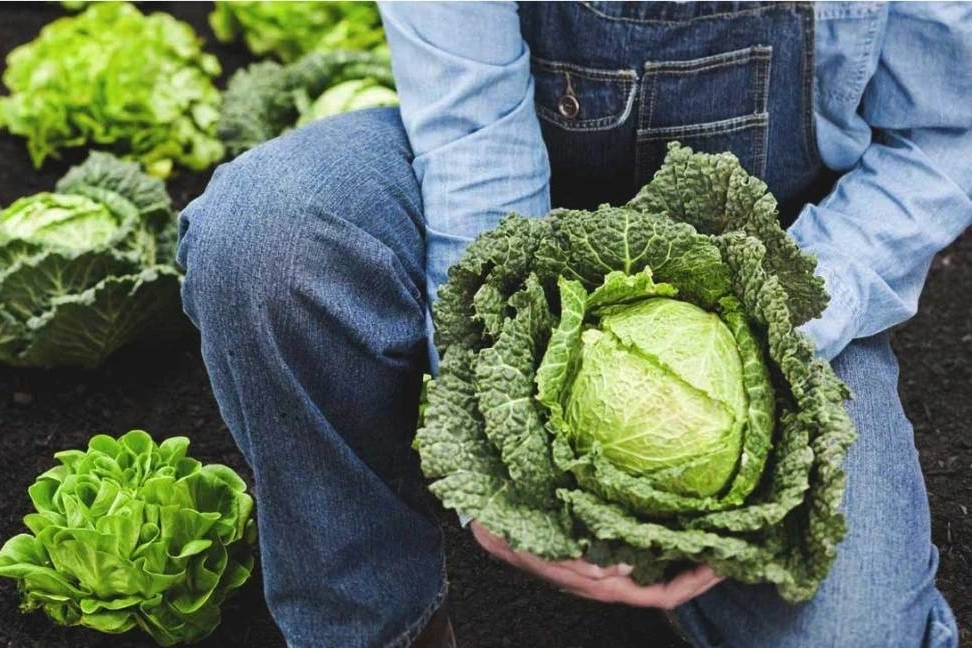 Mỹ: Nghiên cứu gợi ý nhóm rau củ quả ít tồn dư thuốc trừ sâu nhất