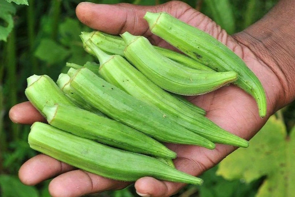 Đậu bắp - Loại quả chuyên dọn mỡ máu của người Nhật, chợ Việt rất rẻ